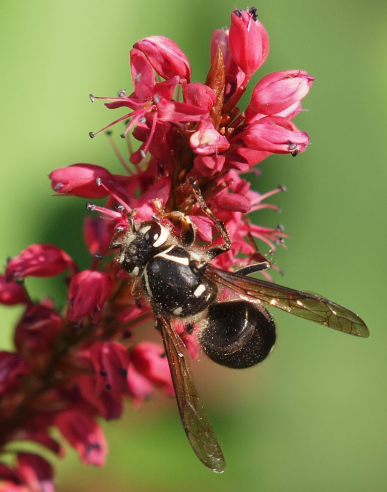 Оса желтая (Dolichovespula arenaria)