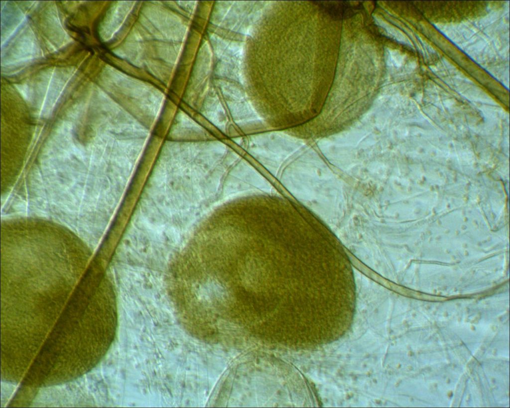 Mucor racemosus