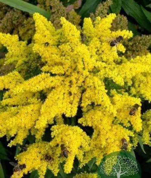 Золотарник (Solidago virgaurea) Золотарник (Solidago virgaurea)