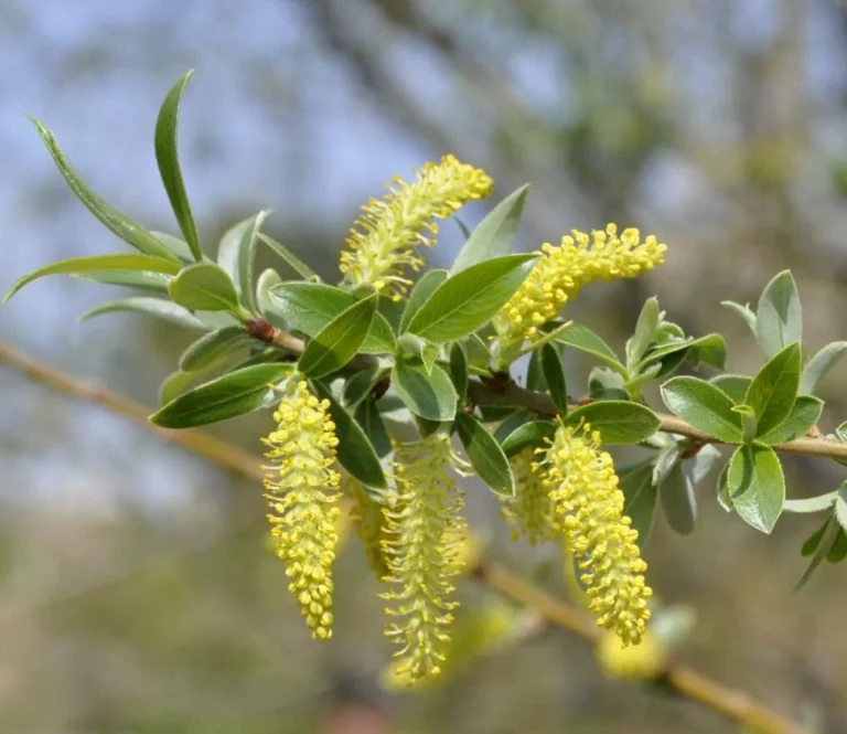 Ива белая (ракита) (Salix alba)