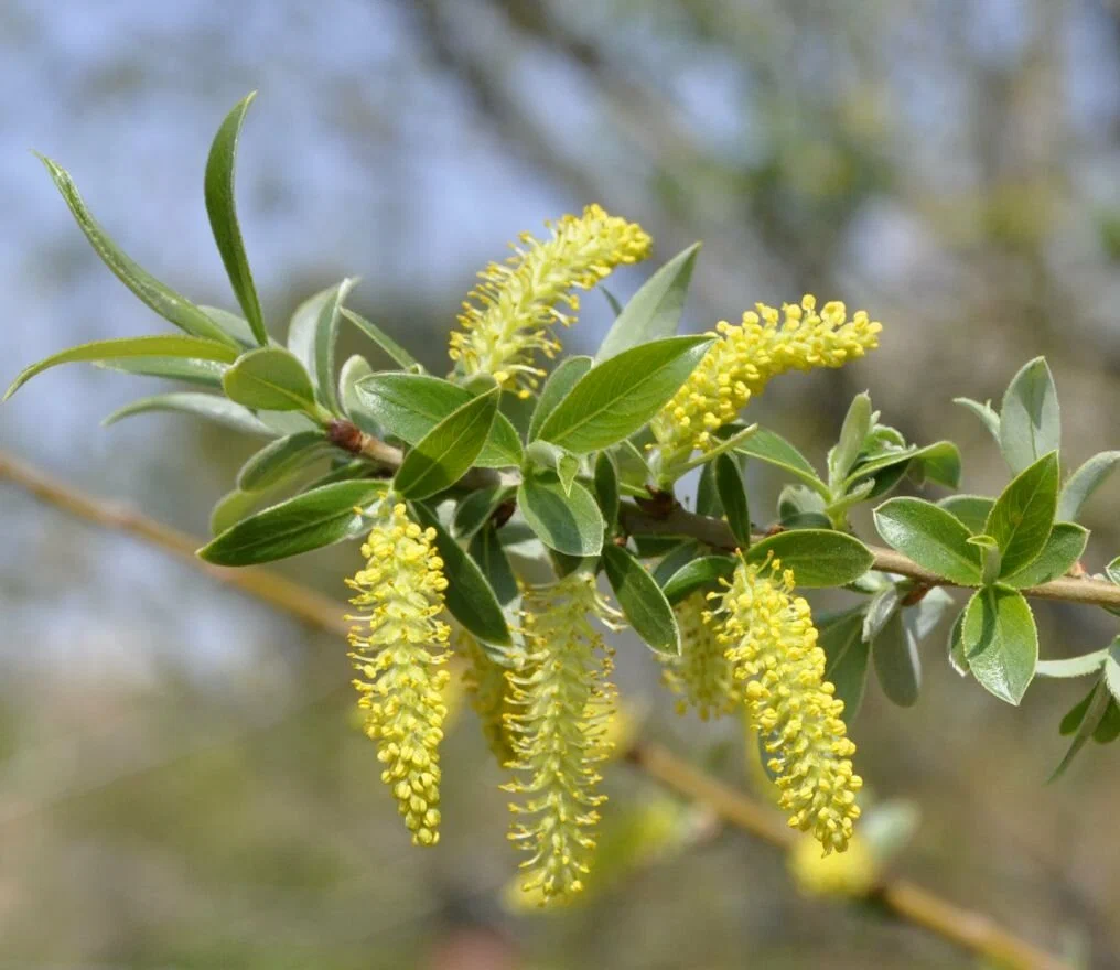 Ива белая (ракита) (Salix alba)