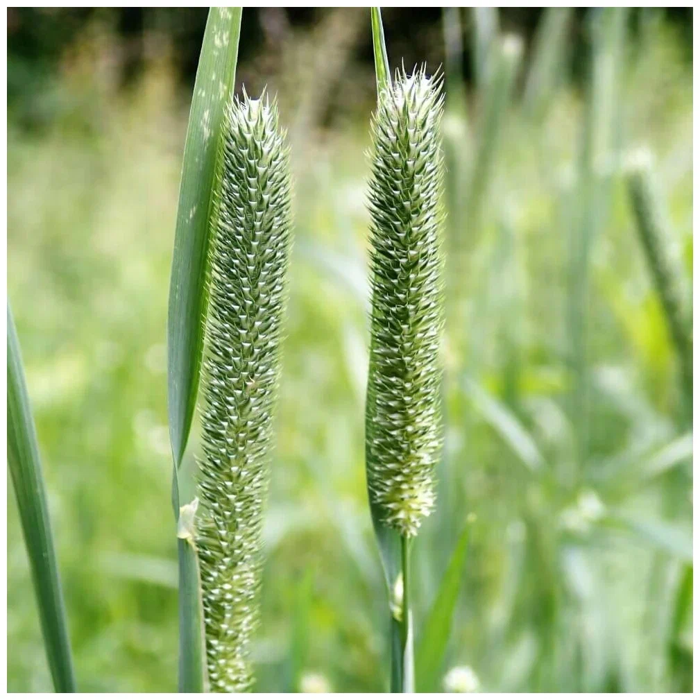 Тимофеевка луговая (Phleum pratense)