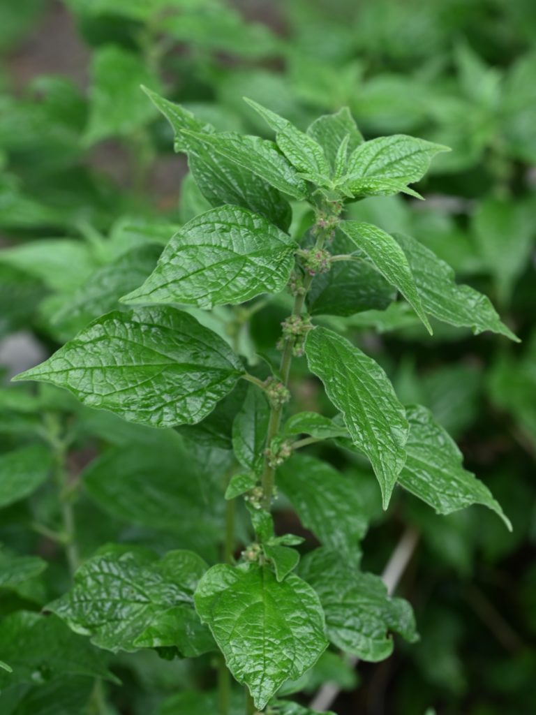 Постенница лекарственная (Parietaria officinalis) Постенница лекарственная (Parietaria officinalis)