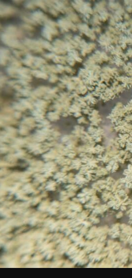 Aspergillus oryzae