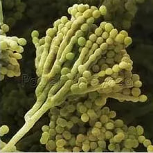 Penicillium brevi-compactum