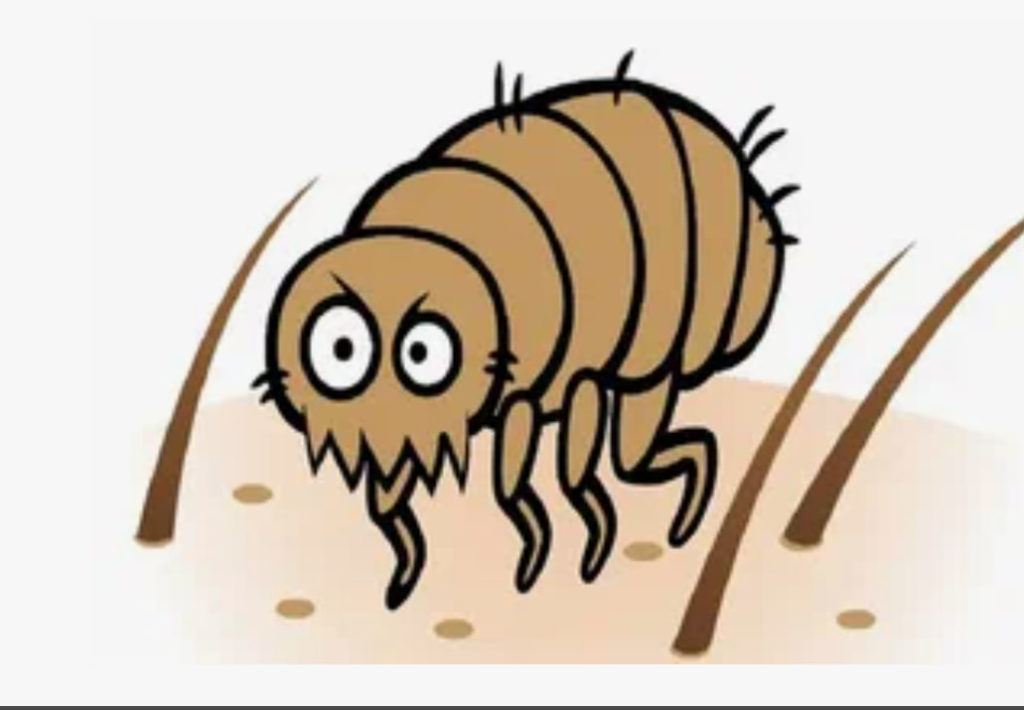Glycyphagus domesticus