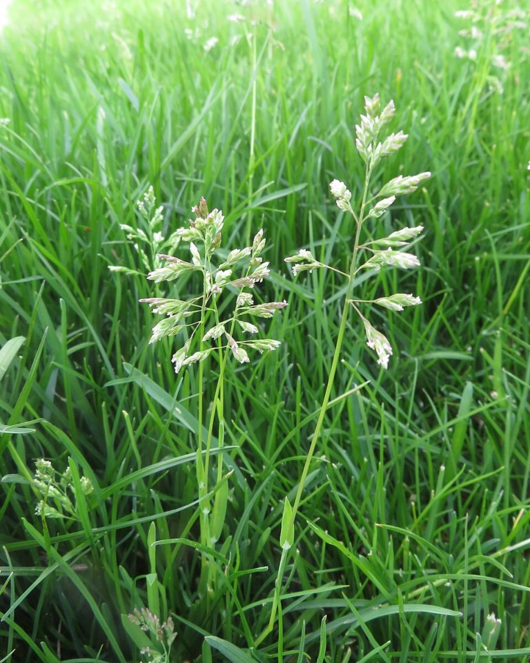 Мятлик луговой (Poa pratensis)