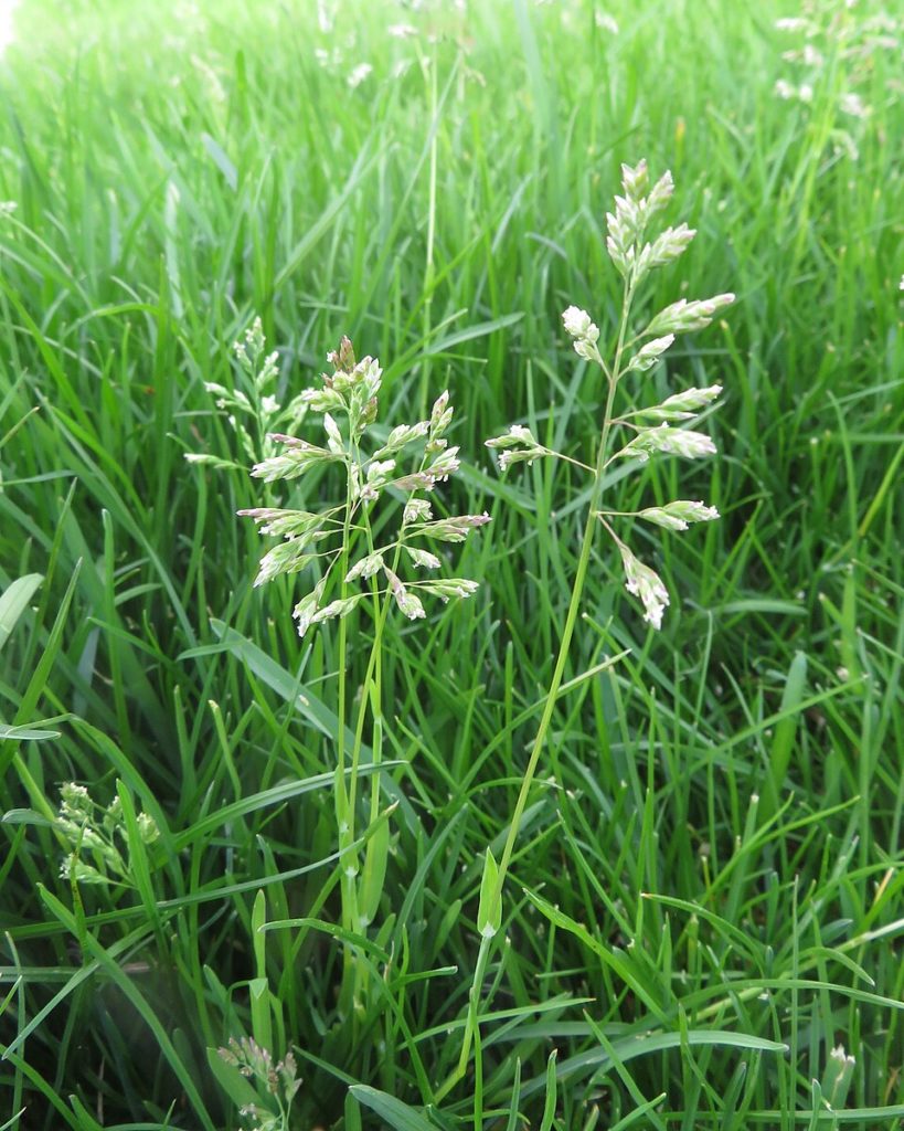Мятлик луговой (Poa pratensis)