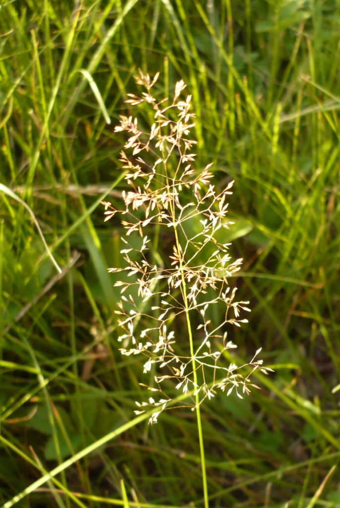 Полевица (Agrostis stolonifera)