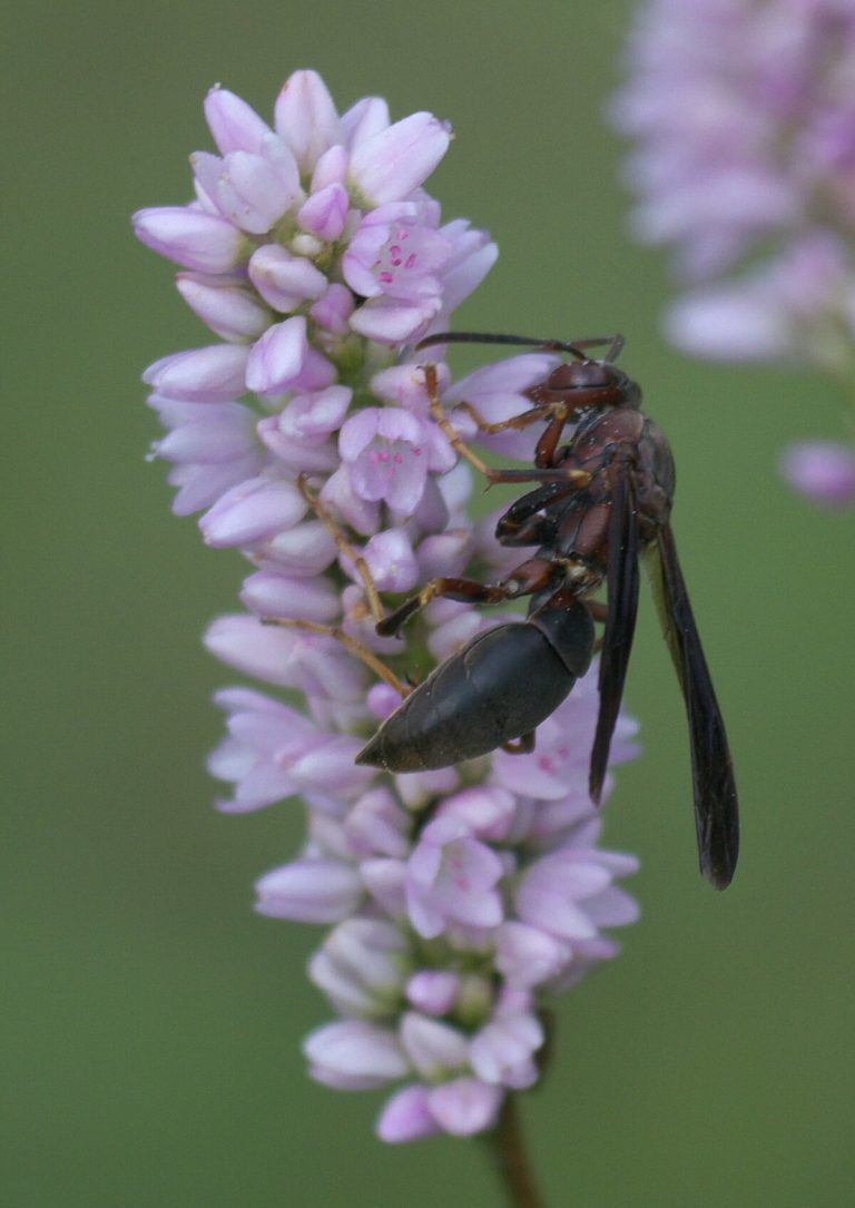 Полист (Polistes spp.)