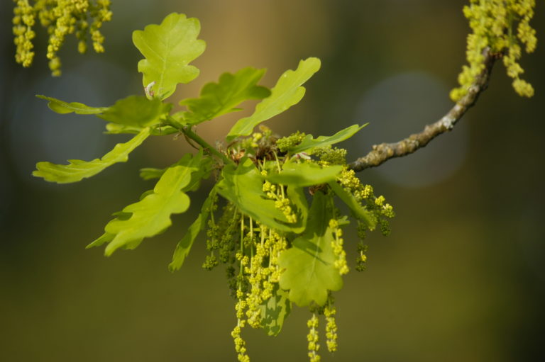 Дуб (Quercus alba)