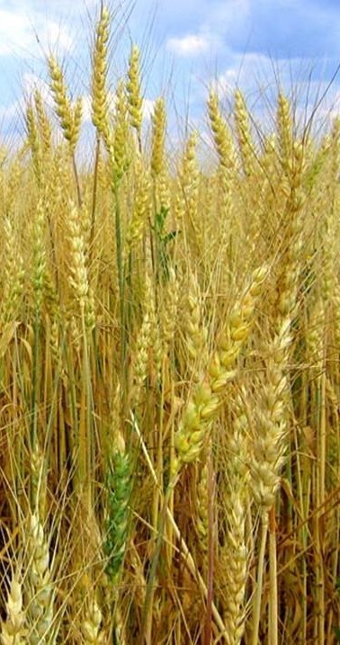Рожь посевная (Secale cereal)